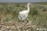 Eurasian Spoonbill (Platalea leucorodia)