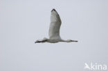 Lepelaar (Platalea leucorodia)