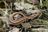 Levendbarende hagedis (Zootoca vivipara) 