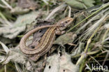 Viviparous Lizard (Zootoca vivipara)