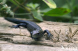 Viviparous Lizard (Zootoca vivipara)