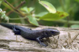 Viviparous Lizard (Zootoca vivipara)