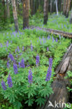 Lupine (Lupinus spec.)