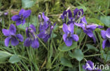Sweet Violet (Viola odorata)