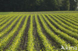 Maize