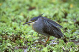 Mangrovereiger (Butorides striatus)