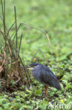 Mangrovereiger (Butorides striatus)