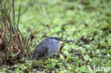 Mangrovereiger (Butorides striatus)