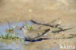 Maskerduif (Oena capensis)