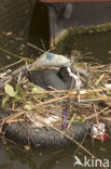 Common Coot (Fulica atra)