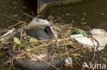 Common Coot (Fulica atra)