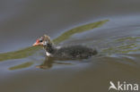 Common Coot (Fulica atra)