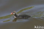 Meerkoet (Fulica atra)