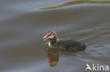 Meerkoet (Fulica atra)