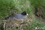 Common Coot (Fulica atra)