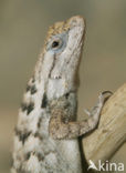 Meesterstekelleguaan (Sceloporus magister)