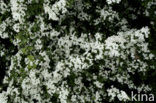 Hawthorn (Crataegus )