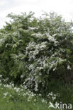 Hawthorn (Crataegus )