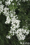 Hawthorn (Crataegus )