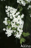 Hawthorn (Crataegus )