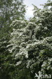 Hawthorn (Crataegus )