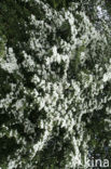 Hawthorn (Crataegus )