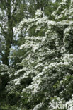 Hawthorn (Crataegus )