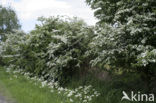 Hawthorn (Crataegus )