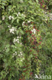 Hawthorn (Crataegus )