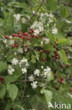 Hawthorn (Crataegus )