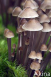 Melksteelmycena (Mycena galopus)