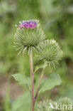 Wood Burdock (Arctium pubens)