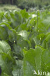 Horse-radish (Armoracia rusticana)