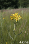 Moeraskruiskruid (Senecio paludosus)