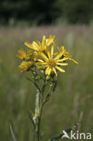 Moeraskruiskruid (Senecio paludosus)