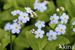 Moerasvergeet-mij-nietje (Myosotis scorpioides)