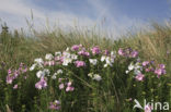 Muskuskaasjeskruid (Malva moschata)