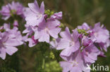 Muskuskaasjeskruid (Malva moschata)