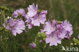 Muskuskaasjeskruid (Malva moschata)