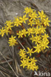 Muurpeper (Sedum acre)