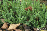 Muurpeper (Sedum acre)