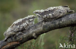 European Nightjar (Caprimulgus europaeus)