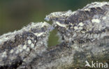 European Nightjar (Caprimulgus europaeus)