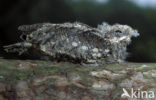 European Nightjar (Caprimulgus europaeus)