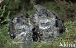 European Nightjar (Caprimulgus europaeus)