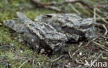 European Nightjar (Caprimulgus europaeus)