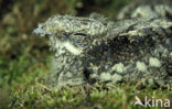 European Nightjar (Caprimulgus europaeus)