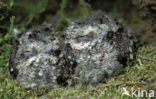 European Nightjar (Caprimulgus europaeus)