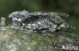 European Nightjar (Caprimulgus europaeus)
