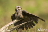 European Nightjar (Caprimulgus europaeus)